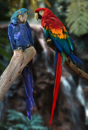 hyacinth macaw and red and gold macaw parrotsの写真素材
