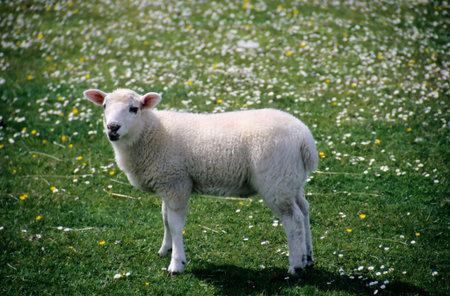 white lamb in a fieldの写真素材
