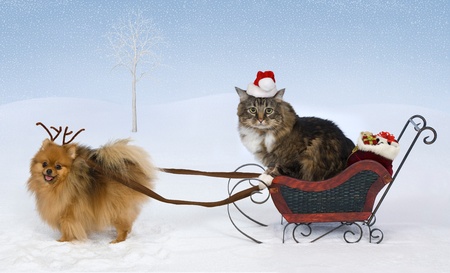 A Pomeranian wearing antlers pulls a sleigh with gifts driven by a cat wearing a Santa hatの写真素材