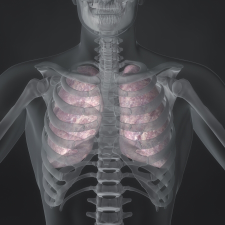 An Illustration of a man s anatomy showing the lungs in an x-ray style の写真素材