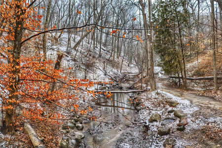 stream in the woods in winterの写真素材