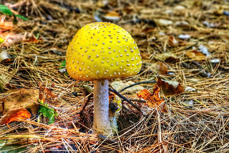 Mushroomの写真素材