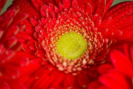 Red Daisyの写真素材