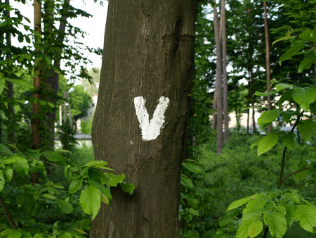 Sign V on tree in forest