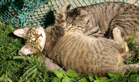 Young cats