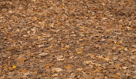 Autumn leaves