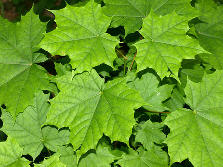 Maple leafs