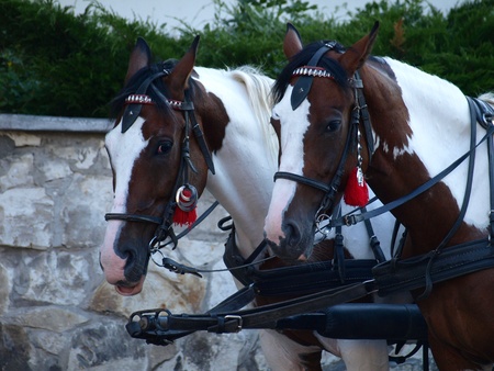 Horses in carriageのeditorial素材