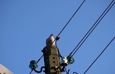 Pigeon on electricity poleの写真素材
