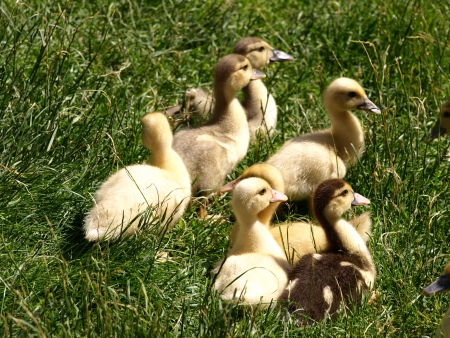 Young ducksの写真素材