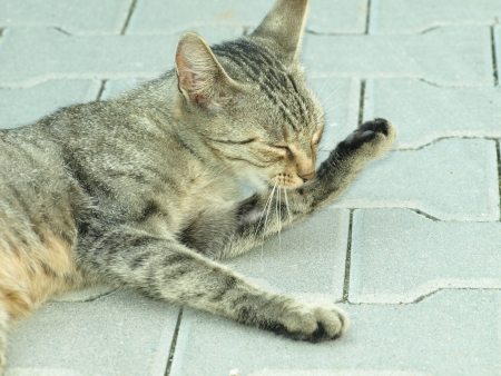 Cat is cleaning his furの写真素材