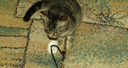 Kitty with toy