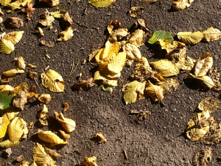 Autumn leafsの写真素材