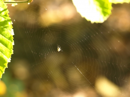 Spiderの写真素材