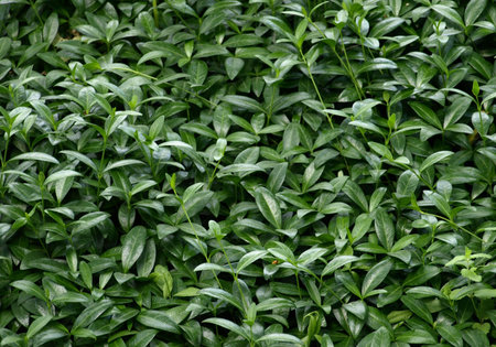 Ivy plant