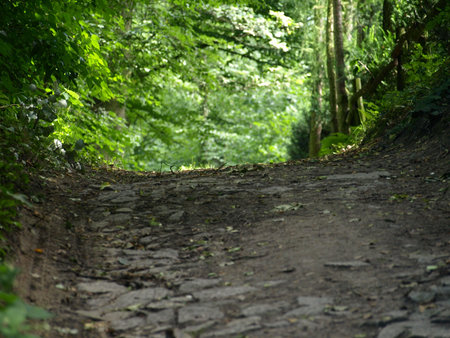 Forestの写真素材