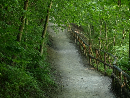 Small road in forestの写真素材