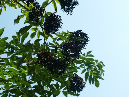 Tree with black berriesの写真素材
