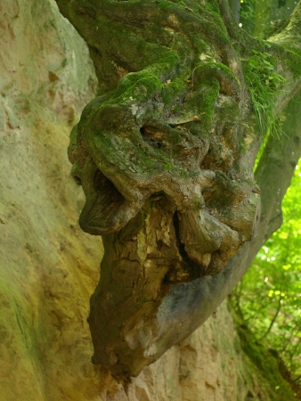 Tree trunk look like dragon headの写真素材