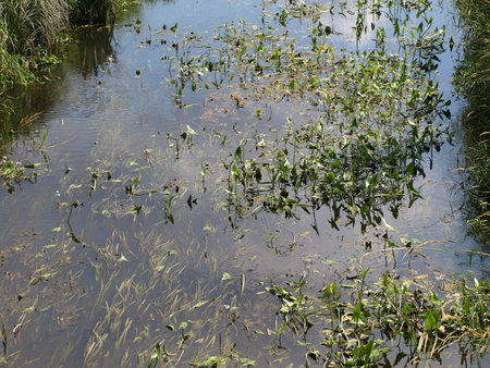 Small river