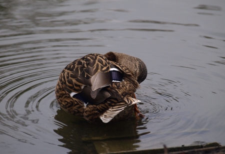 Duck in lakeの写真素材