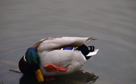 Duck in lakeの写真素材
