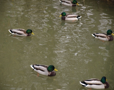 Ducks in lakeの写真素材