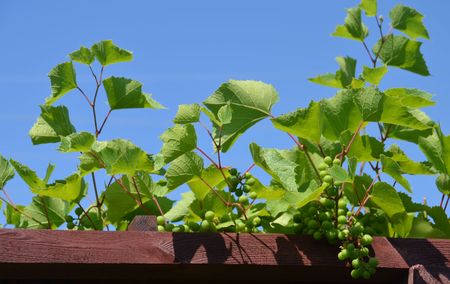 Grape-vineの写真素材