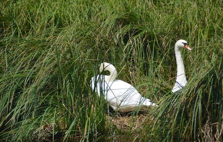 Swans water birdsの写真素材