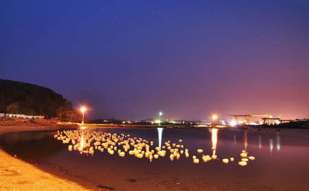 night view with swans in the lakeの写真素材