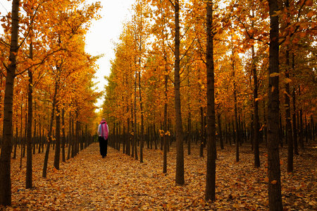 trees in the autumn fallの写真素材
