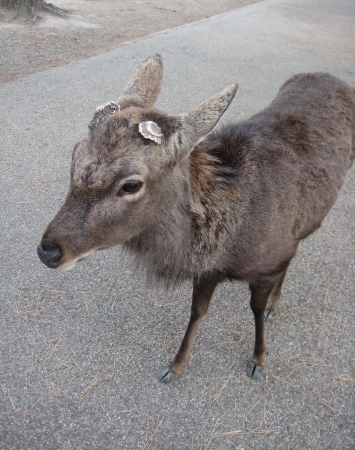 Deer at Nara, Japanの写真素材