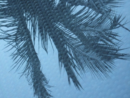 The shadow of coconut or palm leaves isolated on the backgroundの写真素材