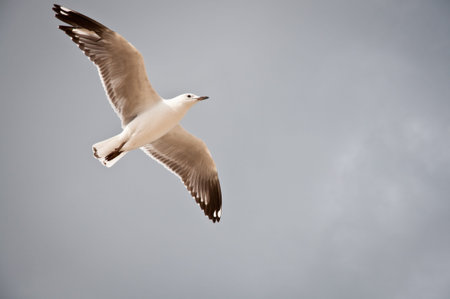 Spread your wings