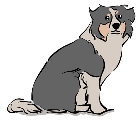 Sitting australian shepherd on white background, vector illustration.のイラスト素材