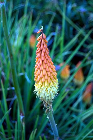 orange flowerの写真素材