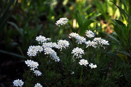 flower patchの写真素材