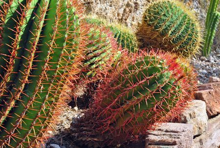 Mixed cactus の写真素材