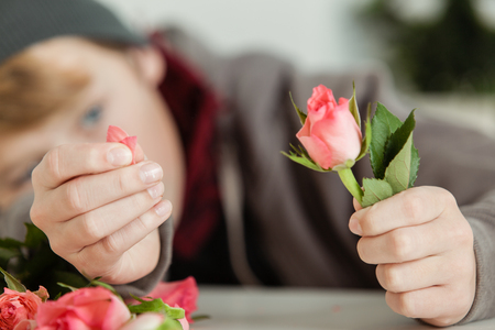 Close Up of Young Teenage Boy Plucking Petals from Bud of Delicate Pink Rose Flower - She Loves Me, She Loves Me Not Flower Game with Diffuse View of Boy in Backgroundの写真素材