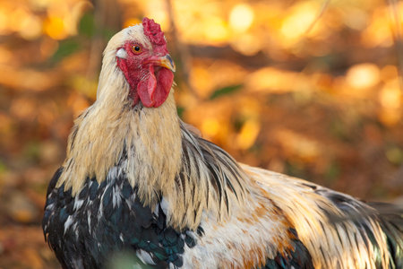 Rooster