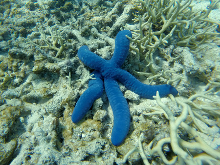 A blue starfish (Linckia laevigata) in a shallow area near the beach in Vanuatu.の写真素材