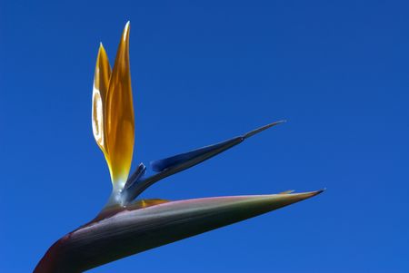 Strelitzia Flowerの写真素材