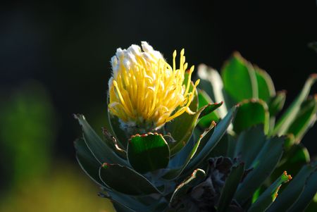 Proteaの写真素材