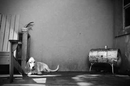 Basset hounds resting on a back porchの写真素材