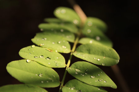Water drops on a leafy plant