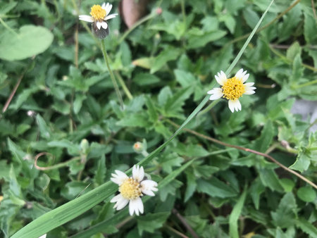 White grass flowers on green grass on the front yard.