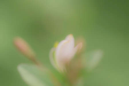 Soft focus image, and abstract background of morning nature, white flowers from blurry focus. for use in graphic design.の写真素材