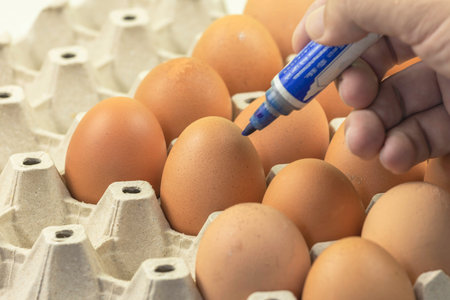 Fresh eggs in cardboard panels, well lined and marked with blue pens.