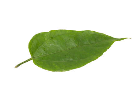 Laurel clockvine leaf, isolated on white background with clipping paths.の写真素材