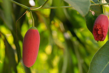 Ripe red ivy gourd on vine in vegetable garden, Coccinia Grandis.の写真素材